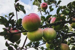 Une grappe de pommes vert mûrs avec teinte rouge accroché sur branche d' arbre et entourée de feuilles vertes