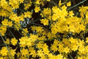 Fleurs jaunes en pleine saison