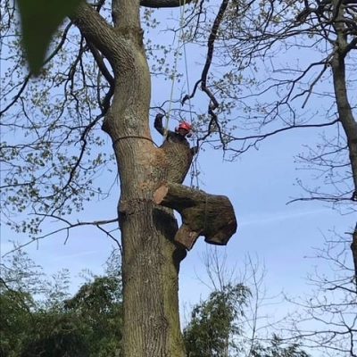 Elagage-77-Paysagiste (2)