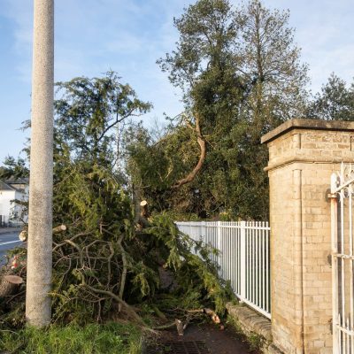 dessouchage-arbre-elagage-ad-paysages-91